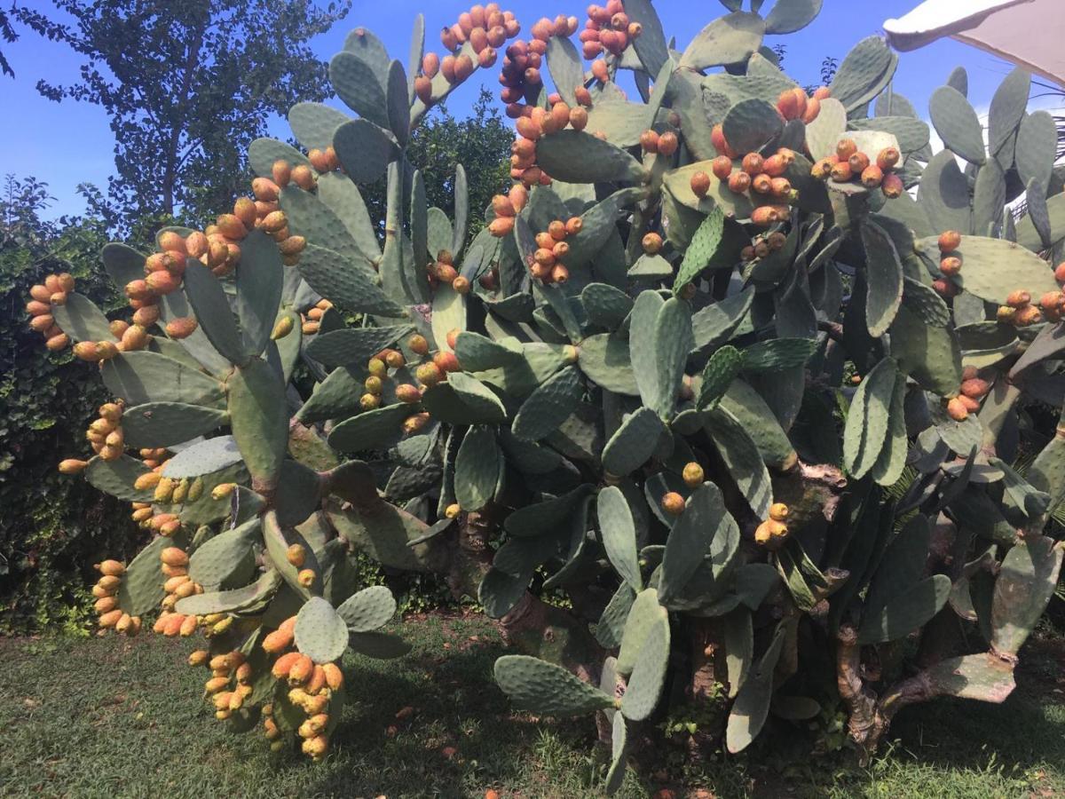 Il Giardino Degli Agrumi Caserta Exteriör bild